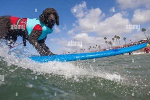 Your Guide to Petco Surf City, CA - [Your Suffix Here] | Learn to Surf & Skate: A Beginner's Step-by-Step Guide