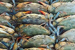 Surf City Crab: The Ultimate [Location] Guide | Learn to Surf & Skate: A Beginner's Step-by-Step Guide