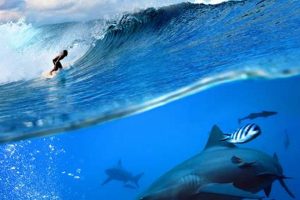 Avoid Shark Attack: Surfer in Wave Safety Tips Safem Fabrication - Precision Engineering & Custom Manufacturing Solutions Avoid Shark Attack: Surfer in Wave Safety Tips | Safem Fabrication - Precision Engineering & Custom Manufacturing Solutions