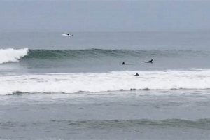 Your San Onofre Surf Report: Conditions & More! Learn to Surf & Skate: A Beginner's Step-by-Step Guide Your San Onofre Surf Report: Conditions & More! | Learn to Surf & Skate: A Beginner's Step-by-Step Guide