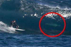 Surfer vs Shark: Riding the Wave of Danger & Marine Life Safem Fabrication - Precision Engineering & Custom Manufacturing Solutions Surfer vs Shark: Riding the Wave of Danger & Marine Life | Safem Fabrication - Precision Engineering & Custom Manufacturing Solutions