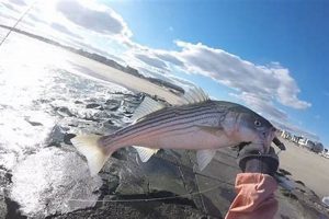 NJ Surf Fishing Report: Jersey Shore Hot Spots Now! Learn to Surf & Skate: A Beginner's Step-by-Step Guide NJ Surf Fishing Report: Jersey Shore Hot Spots Now! | Learn to Surf & Skate: A Beginner's Step-by-Step Guide