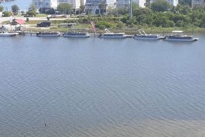 Your Surf City NC Boat Rental: [Area Name] Water Adventures | Learn to Surf & Skate: A Beginner's Step-by-Step Guide