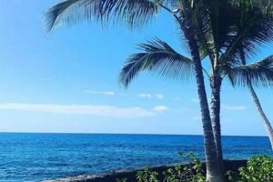Your Kona Surf Hotel Big Island Hawaii Getaway! Learn to Surf & Skate: A Beginner's Step-by-Step Guide Your Kona Surf Hotel Big Island Hawaii Getaway! | Learn to Surf & Skate: A Beginner's Step-by-Step Guide