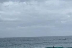 Sandys Surf Report: Your Guide + Wave Forecast Learn to Surf & Skate: A Beginner's Step-by-Step Guide Sandys Surf Report: Your Guide + Wave Forecast | Learn to Surf & Skate: A Beginner's Step-by-Step Guide