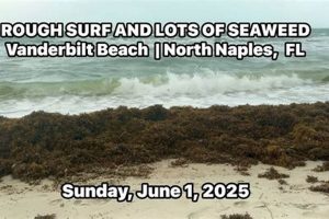 Your Naples Surf Report: Waves & Weather Now Learn to Surf & Skate: A Beginner's Step-by-Step Guide Your Naples Surf Report: Waves & Weather Now | Learn to Surf & Skate: A Beginner's Step-by-Step Guide