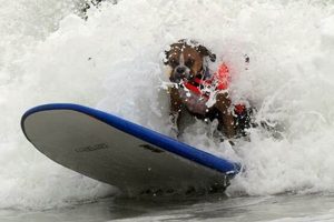 HUNTINGTON BEACH SURF DOG: The Paw-some Wave Riders! Learn to Surf & Skate: A Beginner's Step-by-Step Guide HUNTINGTON BEACH SURF DOG: The Paw-some Wave Riders! | Learn to Surf & Skate: A Beginner's Step-by-Step Guide