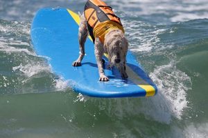 Surf Dogs Huntington Beach: Paws & Waves Fun Learn to Surf & Skate: A Beginner's Step-by-Step Guide Surf Dogs Huntington Beach: Paws & Waves Fun | Learn to Surf & Skate: A Beginner's Step-by-Step Guide
