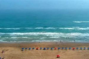 Your Galveston Surf Report: Waves, Weather & More Learn to Surf & Skate: A Beginner's Step-by-Step Guide Your Galveston Surf Report: Waves, Weather & More | Learn to Surf & Skate: A Beginner's Step-by-Step Guide