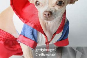 Are Dog Roller Skates Safe? + Alternatives Learn to Surf & Skate: A Beginner's Step-by-Step Guide Are Dog Roller Skates Safe? + Alternatives | Learn to Surf & Skate: A Beginner's Step-by-Step Guide