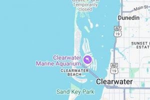 Your Clearwater Surf Report: [Today's Surf Conditions] | Learn to Surf & Skate: A Beginner's Step-by-Step Guide