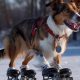 Best Doggy Ice Skates: Winter Paw Adventure Gear | Learn to Surf & Skate: A Beginner's Step-by-Step Guide