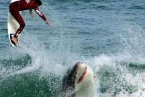 Surfing Danger: Surfer on Wave With Shark Risks! Learn to Surf & Skate: A Beginner's Step-by-Step Guide Surfing Danger: Surfer on Wave With Shark Risks! | Learn to Surf & Skate: A Beginner's Step-by-Step Guide