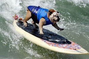 Awesome Surf Dogs Surf City: Paws & Waves! Learn to Surf & Skate: A Beginner's Step-by-Step Guide Awesome Surf Dogs Surf City: Paws & Waves! | Learn to Surf & Skate: A Beginner's Step-by-Step Guide