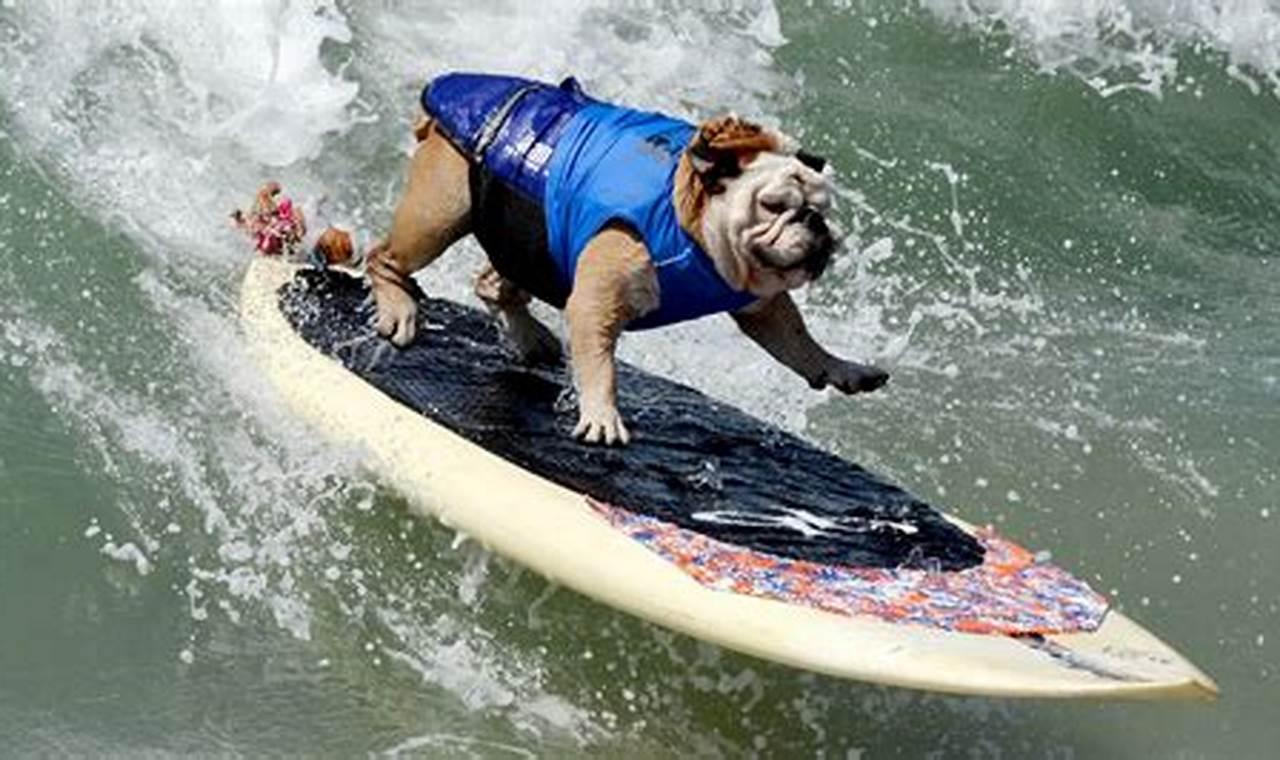 Awesome Surf Dogs Surf City: Paws & Waves! Learn to Surf & Skate: A Beginner's Step-by-Step Guide Awesome Surf Dogs Surf City: Paws & Waves! | Learn to Surf & Skate: A Beginner's Step-by-Step Guide