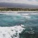 Your Pinetrees Surf Report: Waves &amp; Weather Today! | Learn to Surf & Skate: A Beginner's Step-by-Step Guide