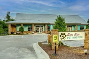 Surf City Animal Hospital: Top [City] Pet Care! | Learn to Surf & Skate: A Beginner's Step-by-Step Guide