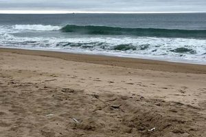 Misquamicut Surf Report: Today's Waves & Conditions Learn to Surf & Skate: A Beginner's Step-by-Step Guide Misquamicut Surf Report: Today's Waves & Conditions | Learn to Surf & Skate: A Beginner's Step-by-Step Guide