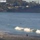 Scripps Surf Cam Watch: San Diego Surf Report Live Now | Learn to Surf & Skate: A Beginner's Step-by-Step Guide