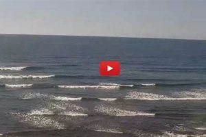 Watch Terramar Surf Cam: Live Beach & Wave Views | Learn to Surf & Skate: A Beginner's Step-by-Step Guide