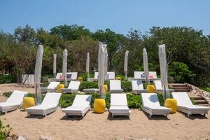 Join El Surf Club: Waves, Community, & More! | Learn to Surf & Skate: A Beginner's Step-by-Step Guide