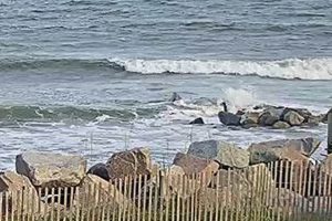 Folly Beach Surf Cam Watch: Live Waves & Beach! Learn to Surf & Skate: A Beginner's Step-by-Step Guide Folly Beach Surf Cam Watch: Live Waves & Beach! | Learn to Surf & Skate: A Beginner's Step-by-Step Guide