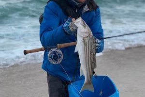 Your Monterey Surf Report: [Conditions & Forecast] | Learn to Surf & Skate: A Beginner's Step-by-Step Guide