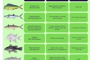 OBX Surf Fishing: Your Outer Banks Surf Report & Tips | Learn to Surf & Skate: A Beginner's Step-by-Step Guide