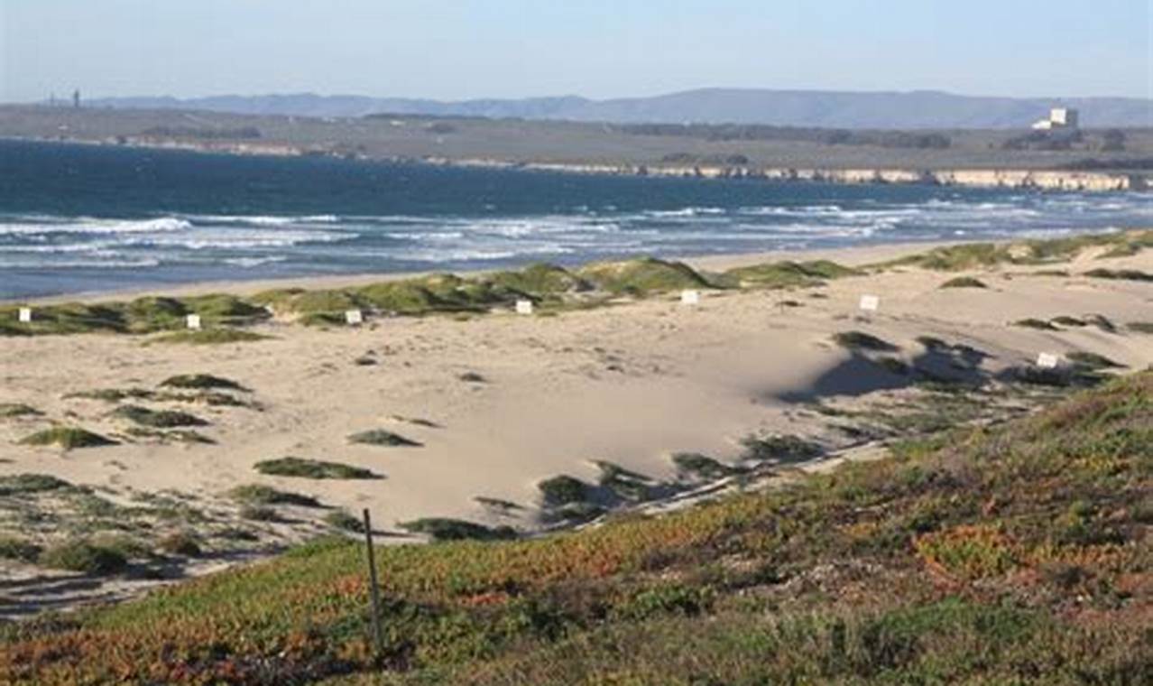 Lompoc Surf's Up: Best Surf Beach Lompoc CA Spots! | Learn to Surf & Skate: A Beginner's Step-by-Step Guide