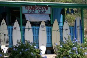 Your Sharks Cove Surf Report: Conditions & Safety Tips | Learn to Surf & Skate: A Beginner's Step-by-Step Guide