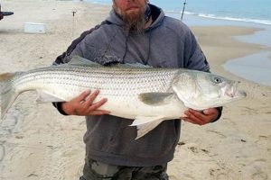 Delaware Surf Fishing Report: Hot Spots & Tips [Today] | Learn to Surf & Skate: A Beginner's Step-by-Step Guide