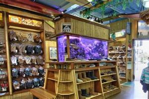 Your Guide to On the Beach Surf Shops Near You! | Learn to Surf & Skate: A Beginner's Step-by-Step Guide