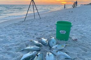 Your Guide: Surf Fishing Panama City Beach Spots & Tips | Learn to Surf & Skate: A Beginner's Step-by-Step Guide