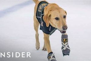 From Pup to Pro: Ice Skate Dog Tricks &amp; Tips! | Learn to Surf & Skate: A Beginner's Step-by-Step Guide