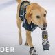 From Pup to Pro: Ice Skate Dog Tricks &amp; Tips! | Learn to Surf & Skate: A Beginner's Step-by-Step Guide