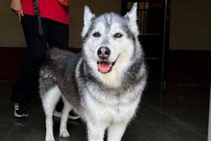 Dog Days in Pawville Surf City: Canine Surf Paradise | Learn to Surf & Skate: A Beginner's Step-by-Step Guide