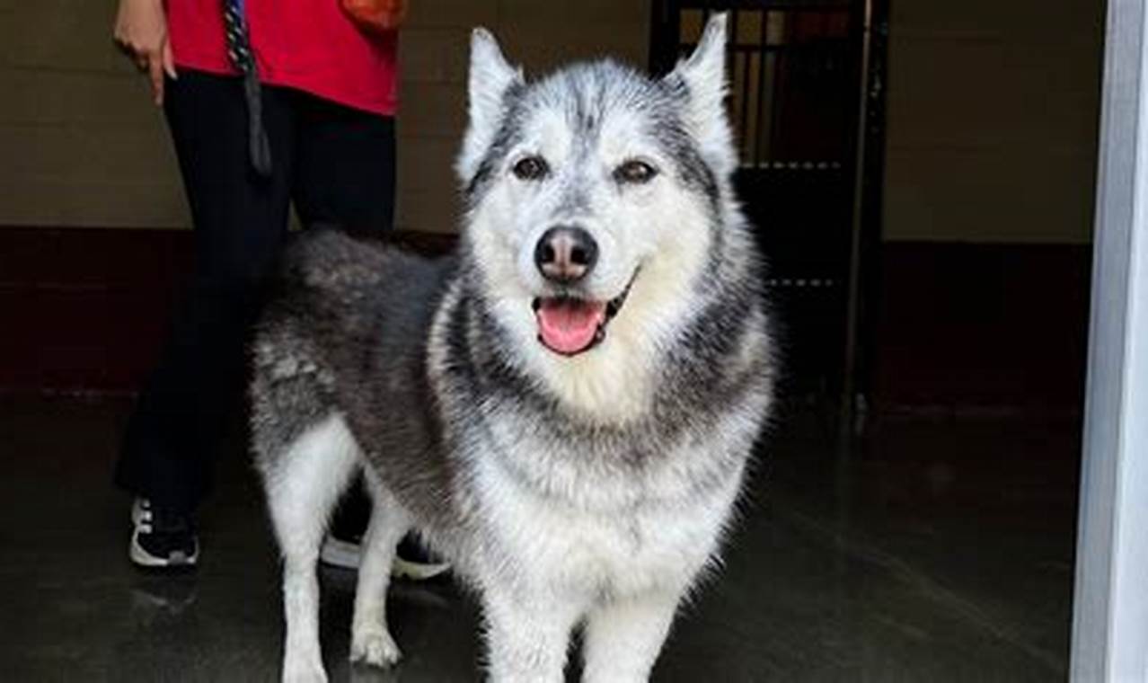 Dog Days in Pawville Surf City: Canine Surf Paradise | Learn to Surf & Skate: A Beginner's Step-by-Step Guide