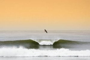 Your Trestles Surf Report: California Waves Now! | Learn to Surf & Skate: A Beginner's Step-by-Step Guide