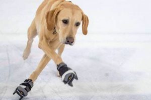 Unlikely Dog on Ice Skates: Paws-itively Hilarious! Learn to Surf & Skate: A Beginner's Step-by-Step Guide Unlikely Dog on Ice Skates: Paws-itively Hilarious! | Learn to Surf & Skate: A Beginner's Step-by-Step Guide
