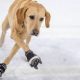 Unlikely Dog on Ice Skates: Paws-itively Hilarious! | Learn to Surf & Skate: A Beginner's Step-by-Step Guide