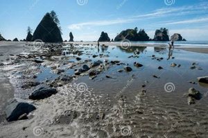 Your Shi Shi Beach Surf Report: [Conditions Update] | Learn to Surf & Skate: A Beginner's Step-by-Step Guide