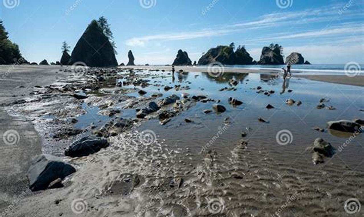 Your Shi Shi Beach Surf Report: [Conditions Update] | Learn to Surf & Skate: A Beginner's Step-by-Step Guide