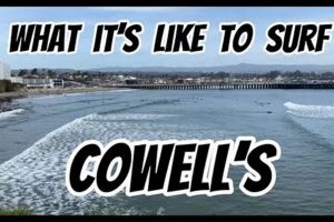 Your Cowells Surf Report: Today's Wave Check + Tips | Learn to Surf & Skate: A Beginner's Step-by-Step Guide