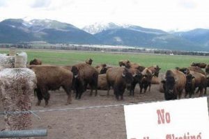 Why Can't You Roller Skate in a Buffalo Herd? +Tips! | Learn to Surf & Skate: A Beginner's Step-by-Step Guide