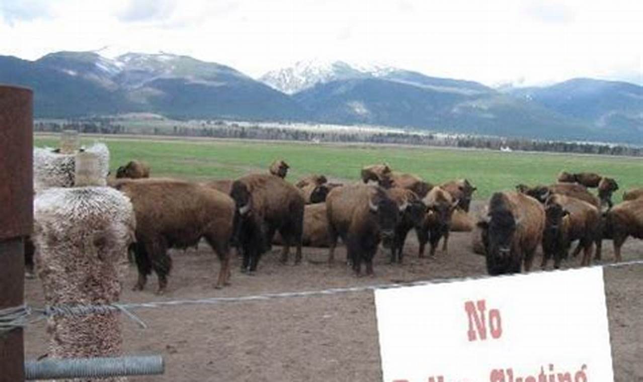 Why Can't You Roller Skate in a Buffalo Herd? +Tips! | Learn to Surf & Skate: A Beginner's Step-by-Step Guide